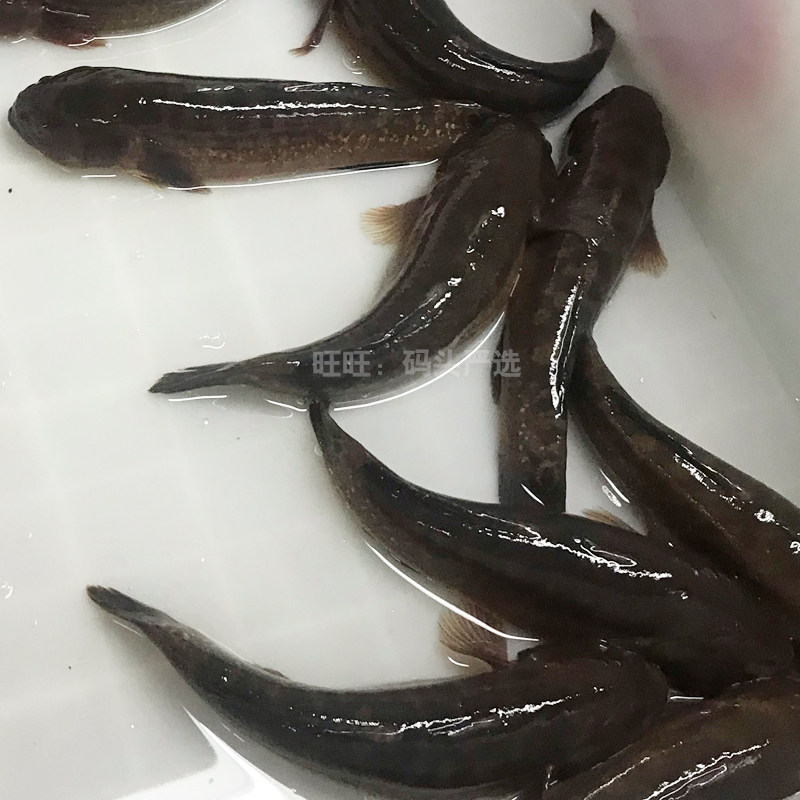 虎鱼鲜活涂鳗野生皇帝鱼蝤蠓虎乌鱼杜肚鳗中华鳗鱼