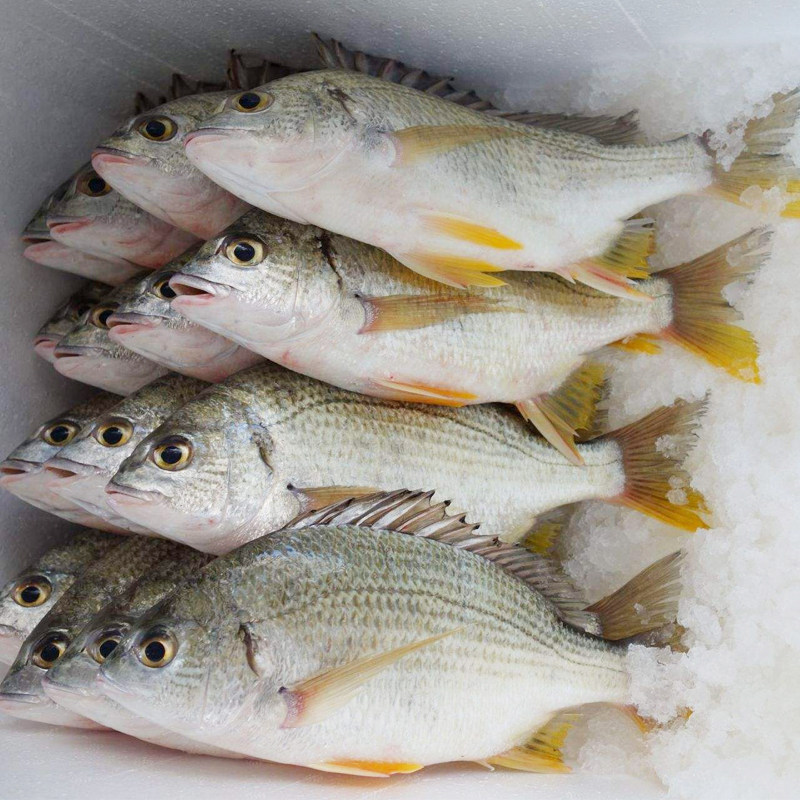 野生海鲫鱼新鲜黄鲷鱼黄翅鱼黄赤鱼黄脚立黄鳍鲷鲜活海鲜马鲛鱼