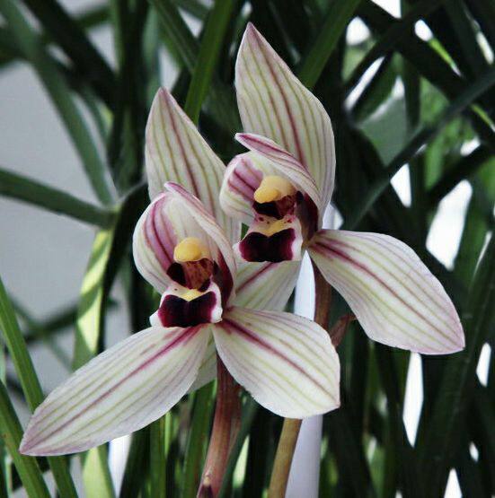 包邮云南名品品兰花苗莲瓣心心相印浓香室内绿植花卉