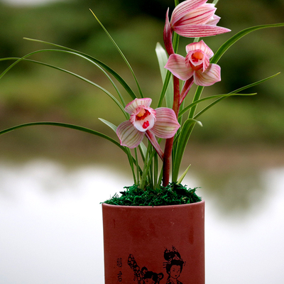 云南老种室内兰花苗 春兰红芯荷 阳台花卉绿植兰花盆栽 自然种植