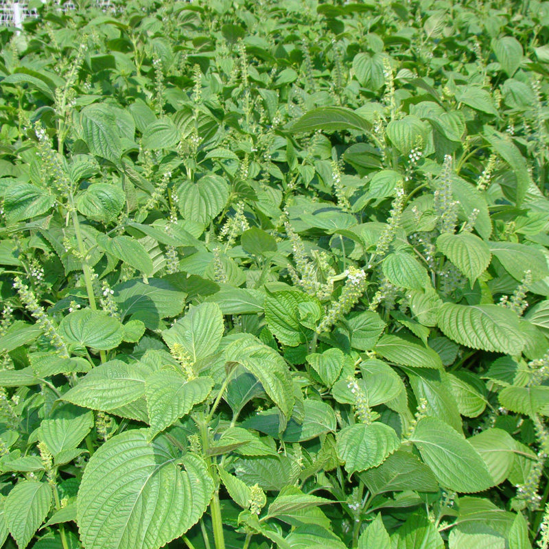 紫苏种籽盆栽种子食用紫蔬叶四季家庭园艺种子