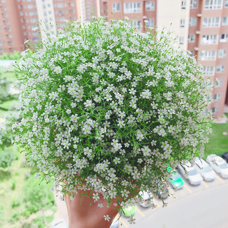满天星盆栽种子室内四季开花植物花卉室外易活花种子籽孑花草花籽
