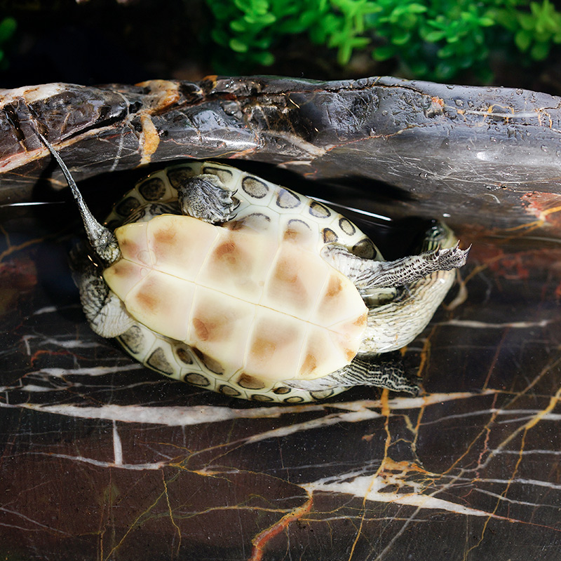 中华珍珠龟活物外塘大台湾龟苗深水宠物活体龟