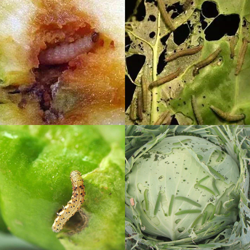 果树杀虫剂高效氯氰菊酯蔬菜花卉打虫药蚜虫虫腻杀虫剂