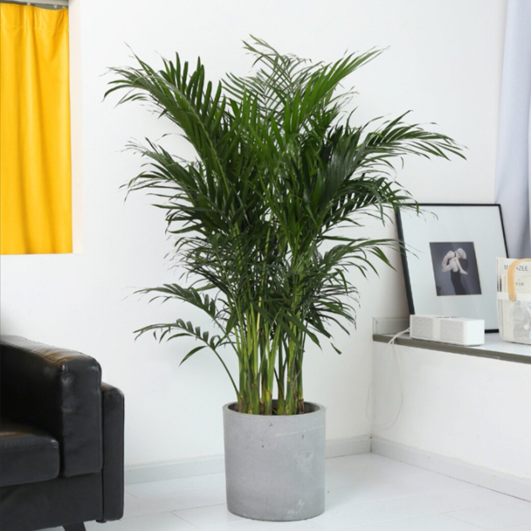 富贵椰子散尾凤尾盆栽办公室客厅室内花卉四季大型绿植