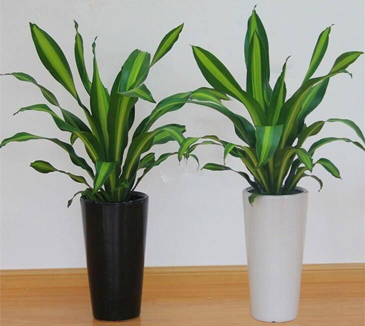 金边巴西铁树盆栽香龙龙血室内植物客厅绿植绿植