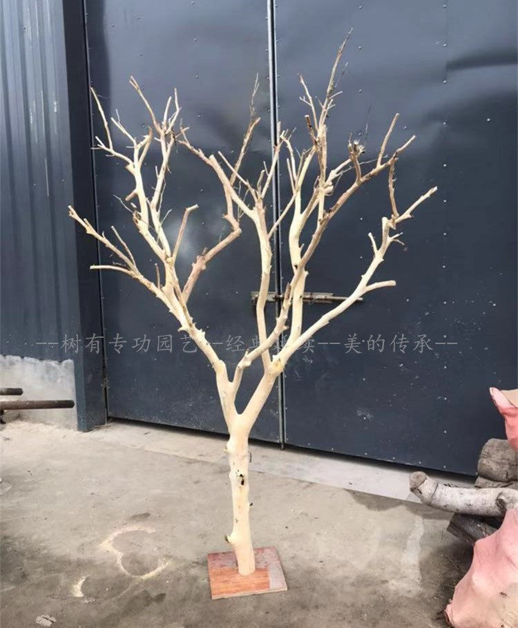 枯树仿真大型造型干枝树干假树道具酒店客厅仿真绿植