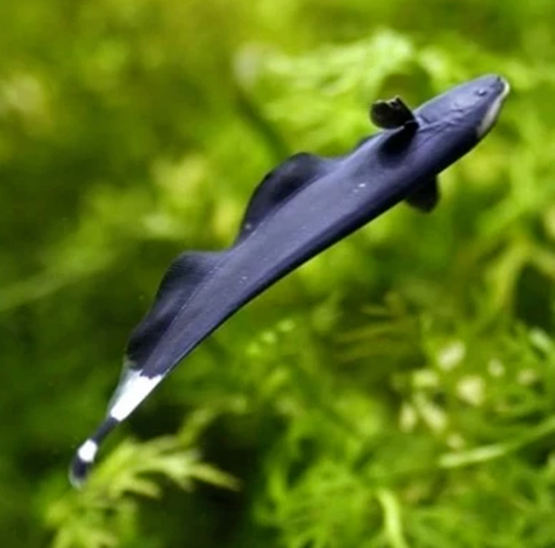 魔鬼观赏鱼热带热带鱼刀黑羽毛刀鱼鱼苗热代最漂鱼