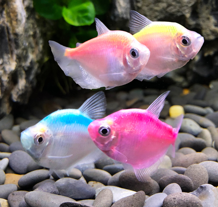 淡水小型宠物观赏鱼月光玛丽活体米奇接吻牡丹鱼