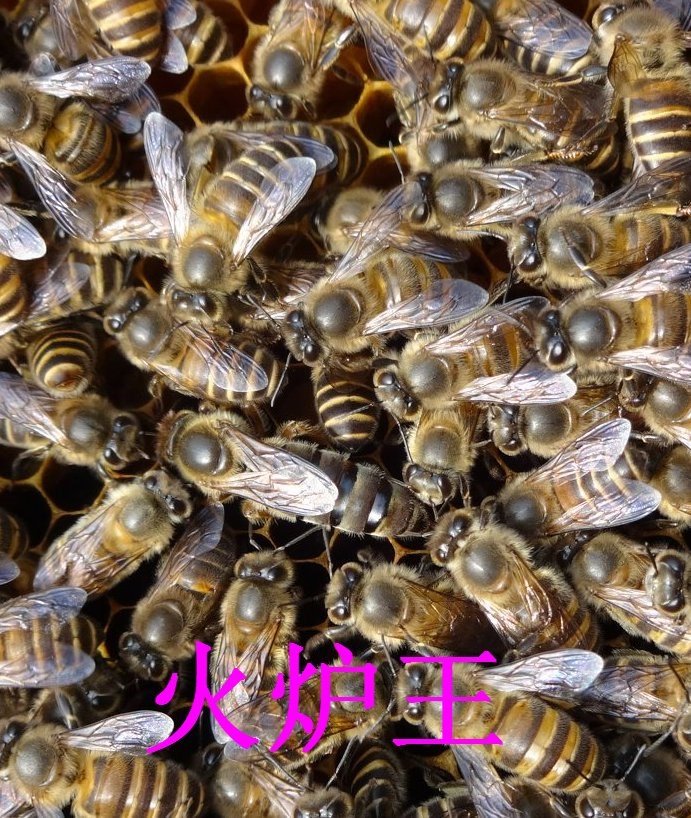 阿坝蜂王中蜂王种王中蜂蜂王活体中蜂阿坝原种王新产卵王蜂养我