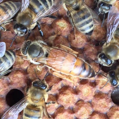 意蜂王产卵王高产蜜王喀意王生产王新开产王黄色花色