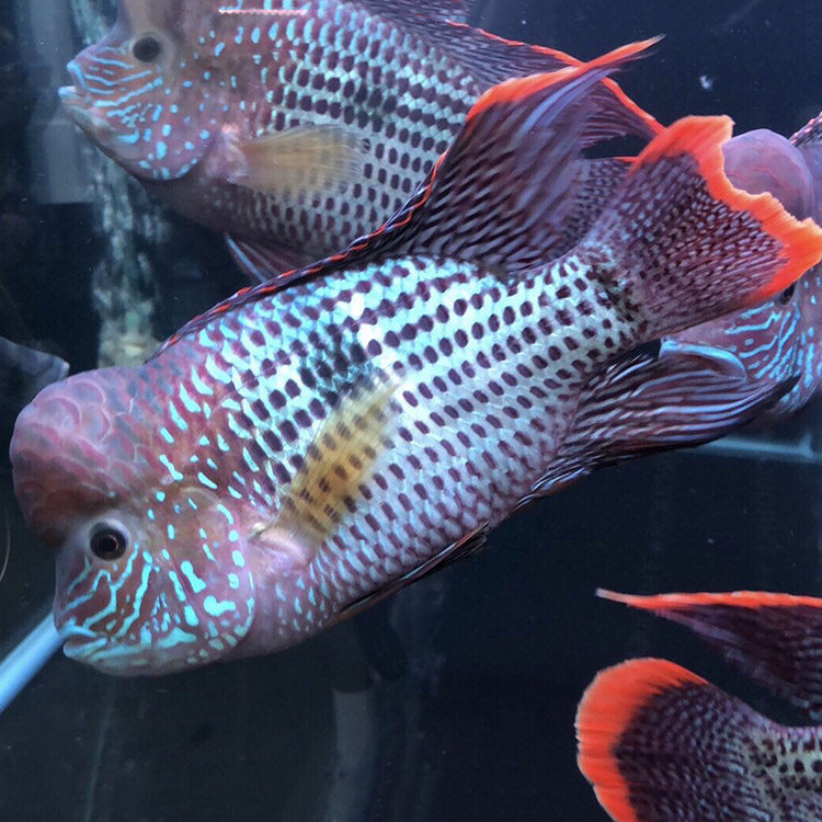 皇冠鱼红尾活体大中型热带观赏鱼凶猛猛鱼玉面淡水鱼鱼