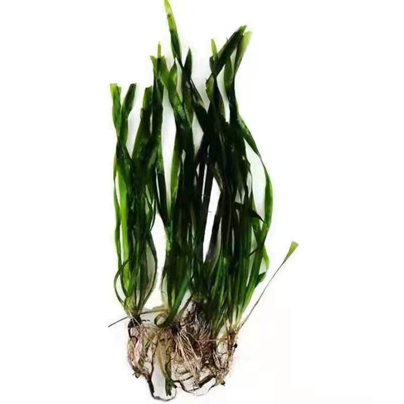 水草植物苦草四季常青短叶鱼缸矮生耐寒耐高温水草