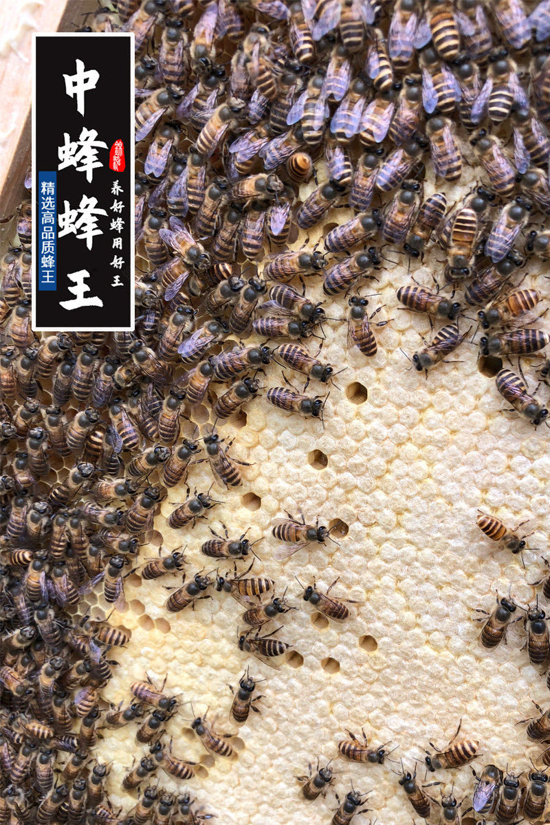 中蜂蜂王王开产王活体高产四川麻王阿坝杂交其它宠物