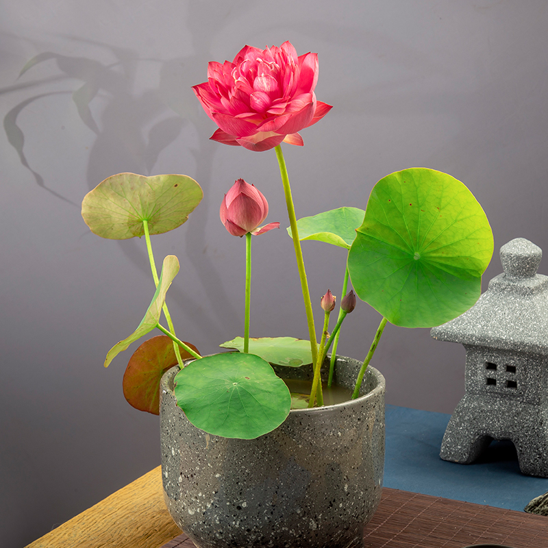 荷花碗莲种微型小荷根茎花苞水生迷你成品小杯时令草本花卉