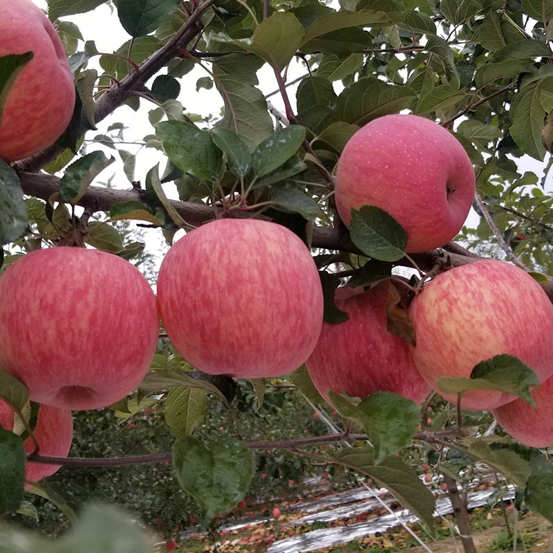 萍果正宗洛川红富士苹果脆甜当季新鲜水果糖心苹果