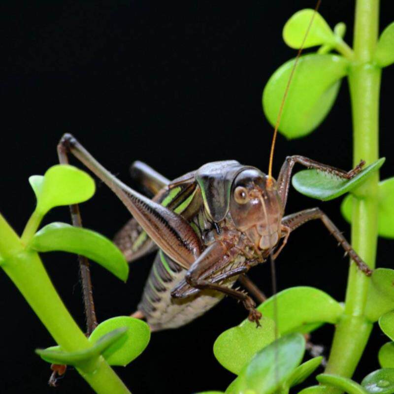 蚱蜢大号包活草蜢爬虫油炸活体虰蜢蟋蟀蜂食爬虫