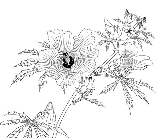 工笔国画底稿佚名秋葵白描打印稿宣纸有步骤文字国画