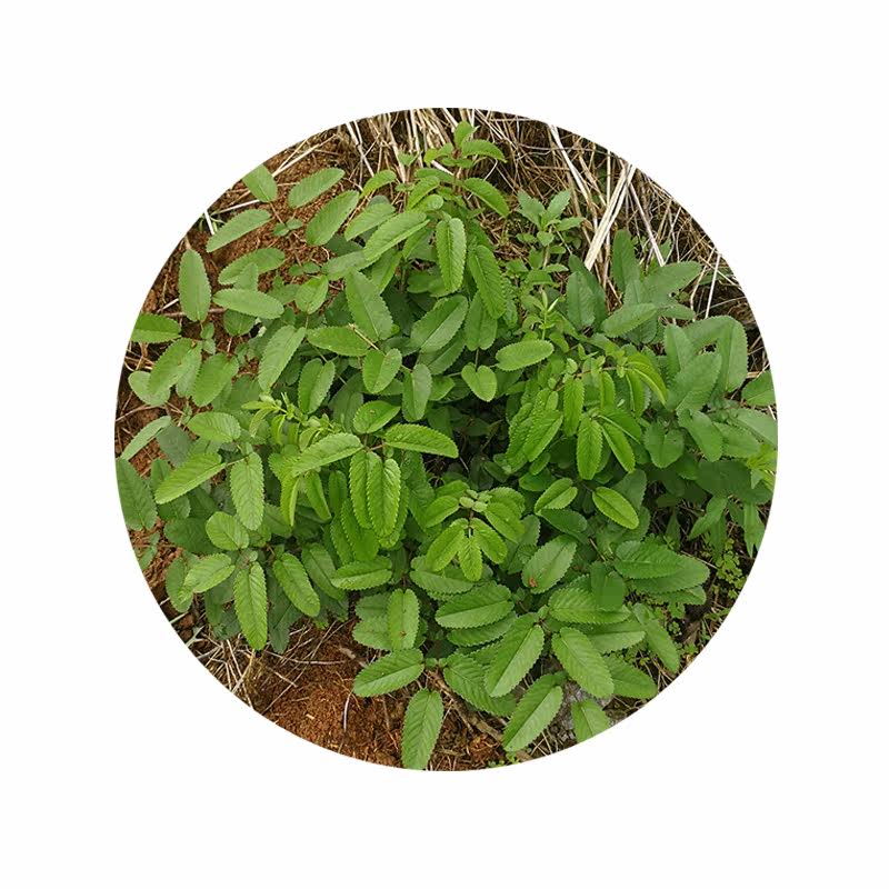 野生生地新鲜地榆苗黄香山地瓜500g包邮猪人参其他药食同源食品