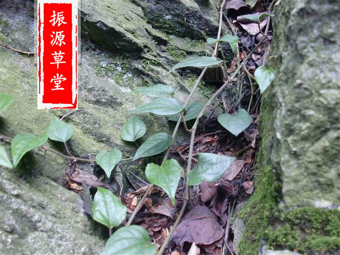 福建本地纯天然中药材石南藤南藤干货500g包邮其他药食同源食品