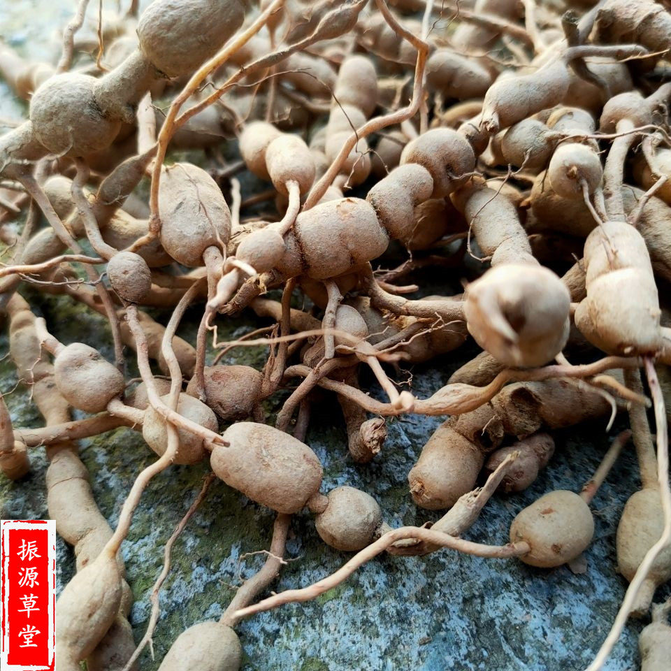 老虎野生青草草药新鲜树根中药材刺根绣花针白凤珠其他药食同源食品