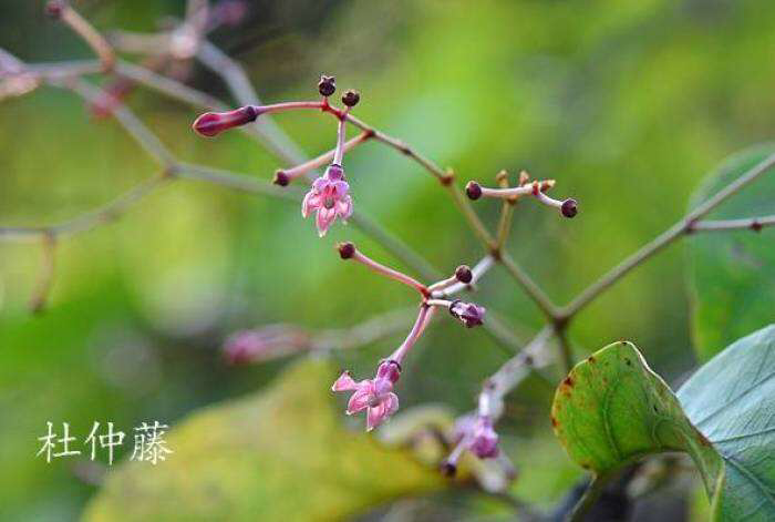 红杜仲 别名图片