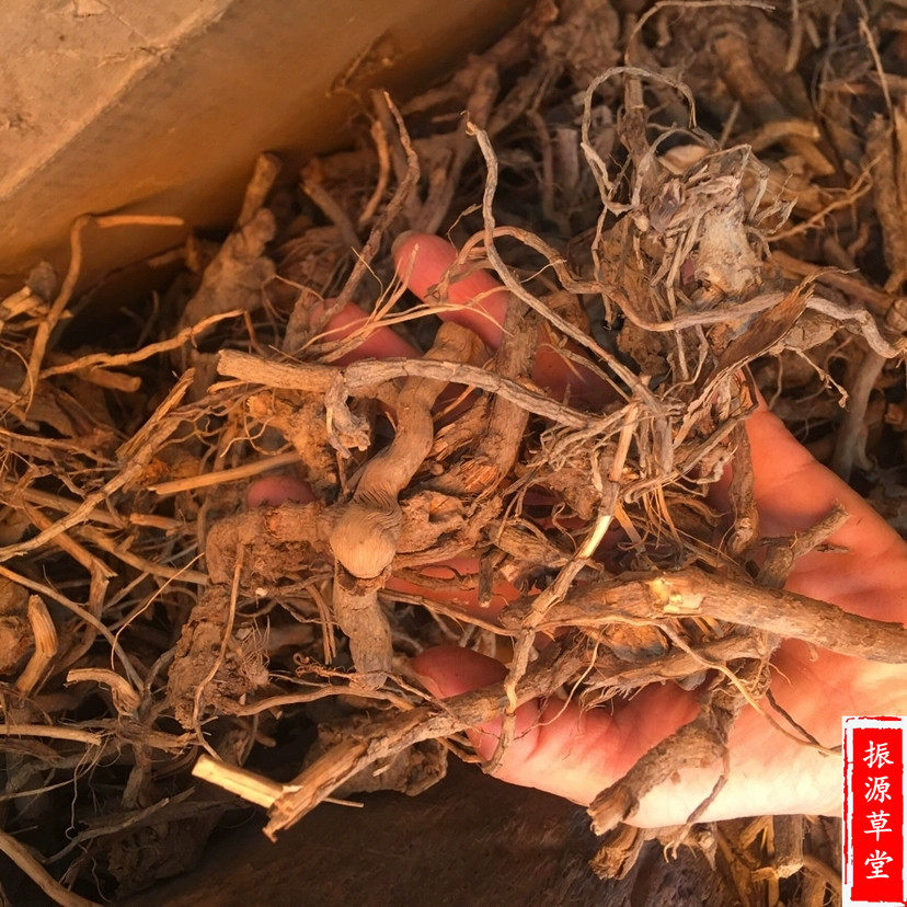 福建闽南中草药兔子耳朵过饥土丁白毛将军辛苦其他药食同源食品