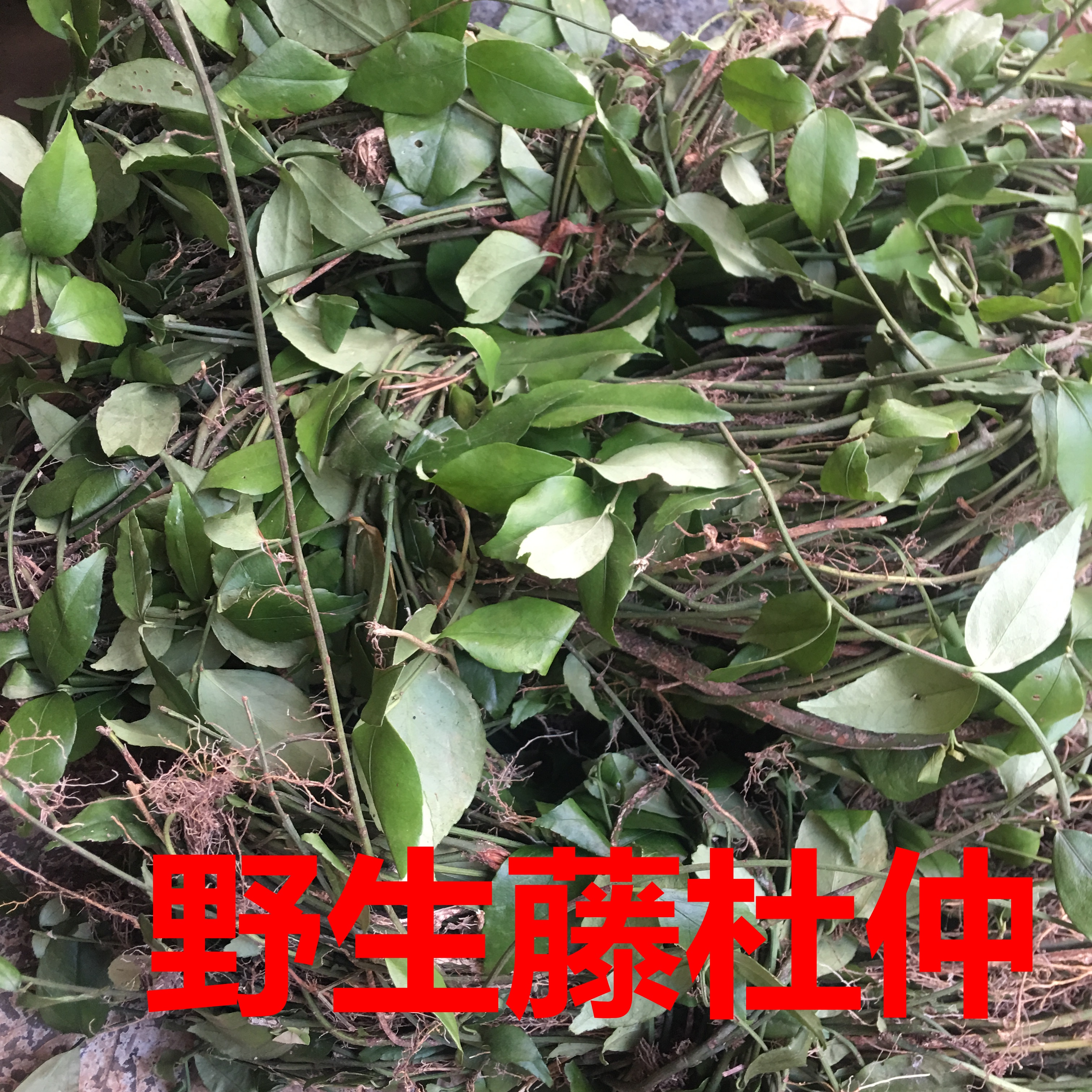 杜仲福建野生白胶藤干货500g包邮杜仲