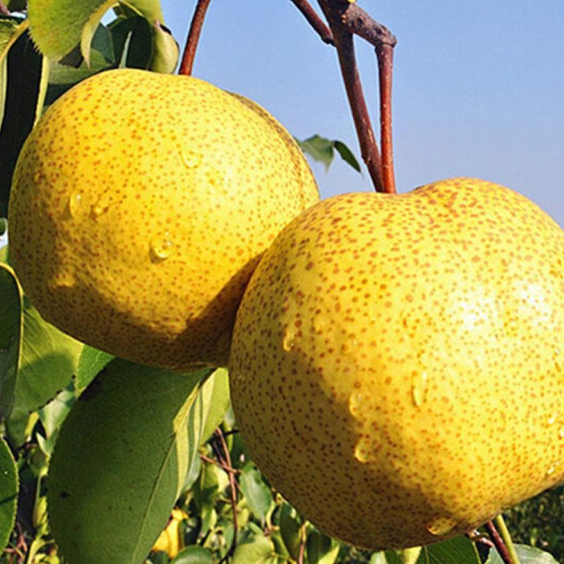 黄梨普赛尔高平246ml罐装整箱送礼晋城特产大黄果味