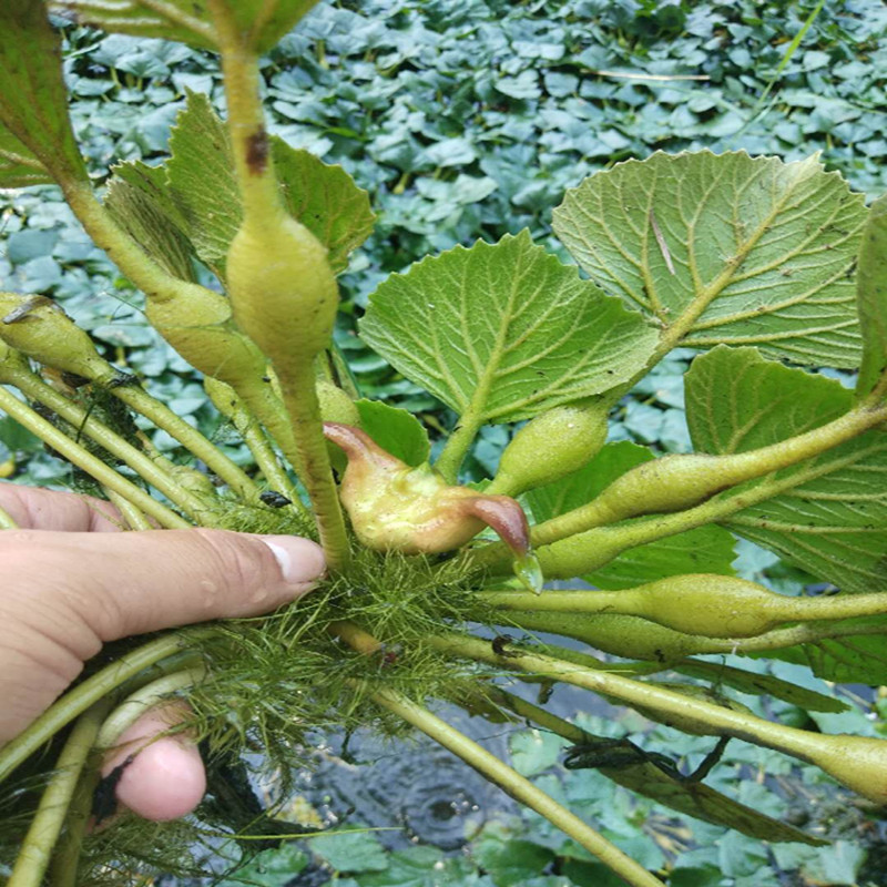 菱角种植苗种水缸盆栽池塘食用水生种子新鲜家庭园艺种子
