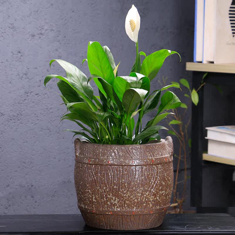 花盆多肉大号陶瓷简约大口径粗陶植物老庄兰花花盆