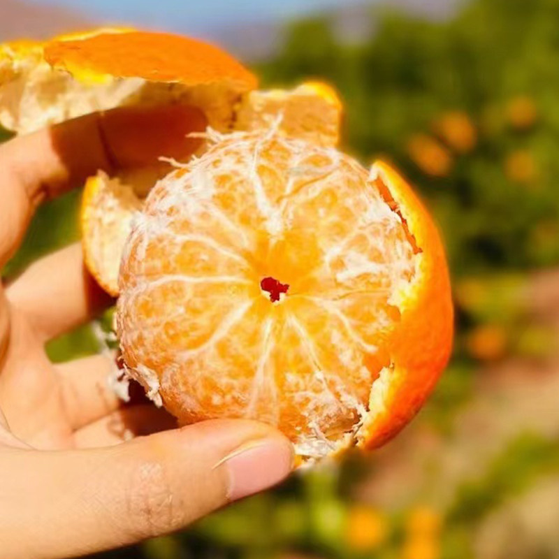 攀枝花不打打蜡沃柑10斤新鲜无籽无核当季孕妇桔子