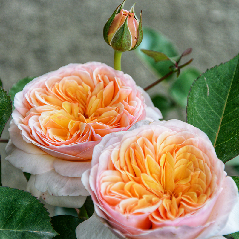 朱丽叶灌切花木月季庭院楼顶地栽独苗好养活四季开花直立抗病欧月