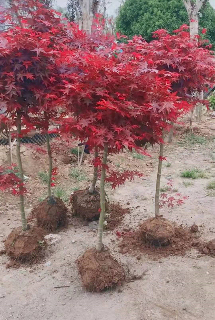 红枫树苗日本红舞舞姬美国红冠庭院道路室外行道树