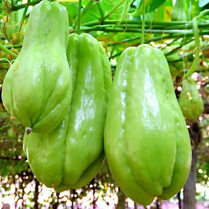 广西无芽佛手瓜农农家种值瓜洋瓜葵佛手瓜