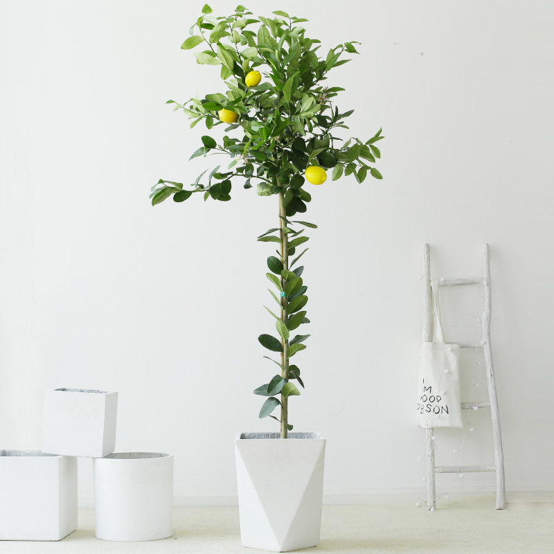 似玉高杆柠檬树大盆栽香水柠檬网红绿植棒棒糖型室内大植物柠檬树