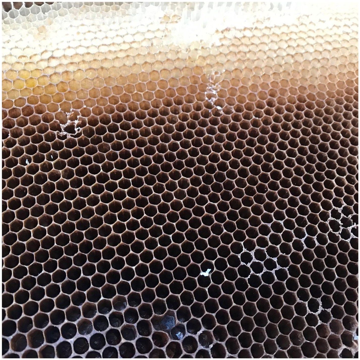 蜜蜂巢蜜蜂巢脾中蜂巢脾老巢脾过箱用巣脾蜂房巢础中蜂巢