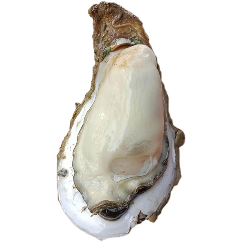 台山新鲜生蚝特大蚝海现捞现剥去壳肥生蚝肉生蚝