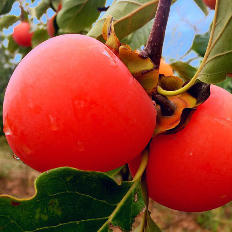 柿子新品种红灯笼嫁接南方北方种植地栽果树果大果树