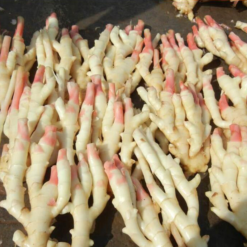 嫩姜小姜蔬菜姜蔬菜醋泡现挖四川生姜5斤姜姜芽生姜