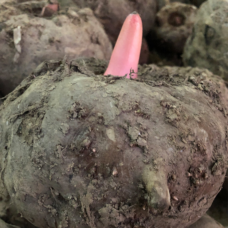 魔芋新鲜10斤包邮生制作豆腐原料鬼磨农家自种芋头