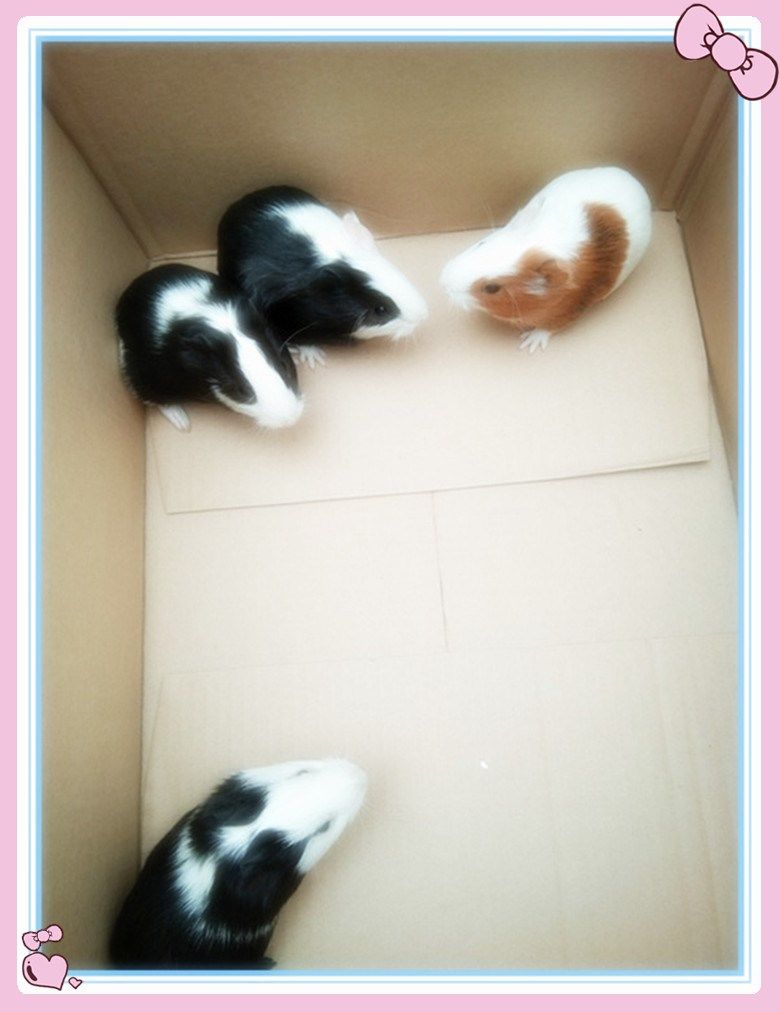 荷兰猪活物 大型 成年荷兰鼠活一对河南猪荷兰猪长逆毛天竺鼠荷兰