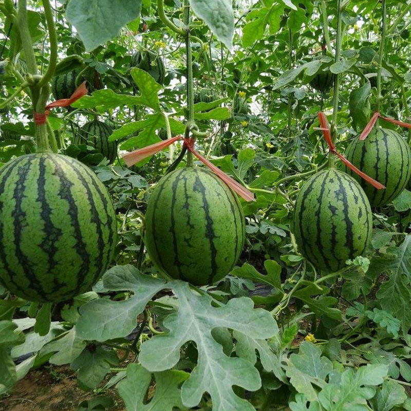 西瓜种籽8424麒麟冰糖西农八号懒汉早熟南方家庭园艺种子