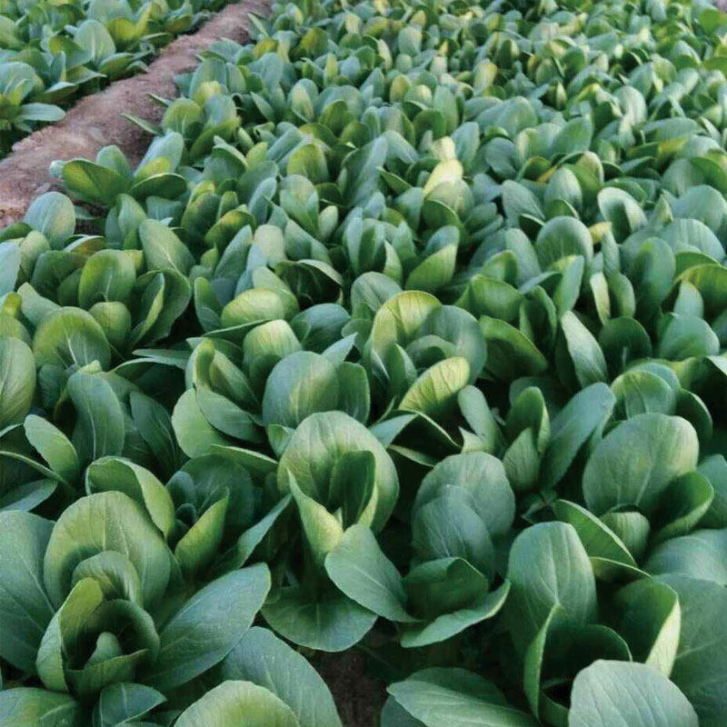 鸡毛菜种上海苏州蔬菜种子四季青菜籽农家种籽家庭园艺种子