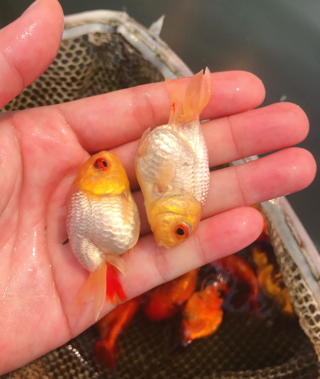 玉兔兰寿金鱼活体鱼苗白色观赏鱼冷水鱼淡水鱼风水鱼