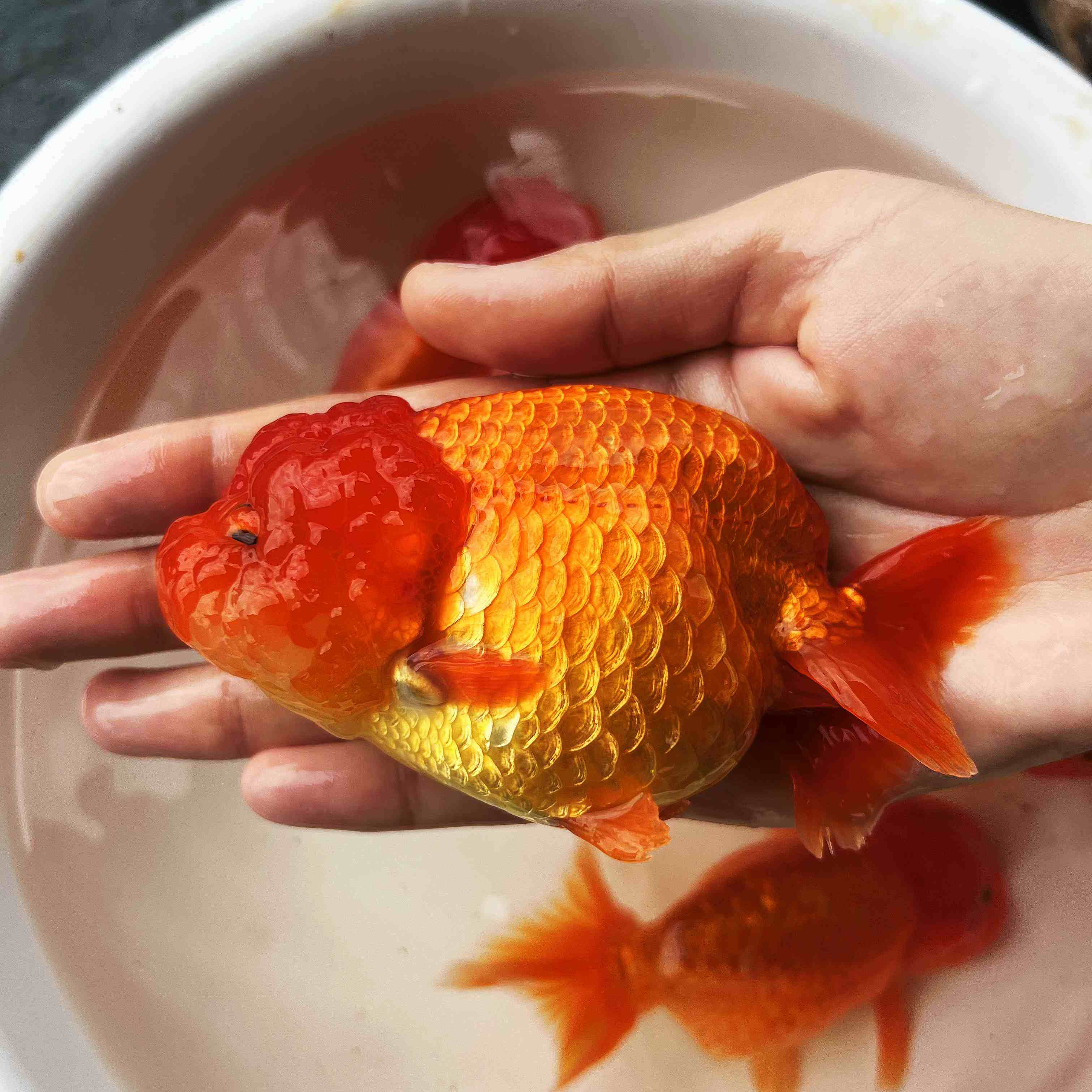 兰寿活鱼红寿红白寿花福寿金鱼观赏鱼鱼苗冷水鱼鱼