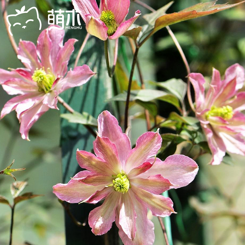 萌木园艺大拿组铁线莲爬藤植物花卉小盆盆栽易活花卉