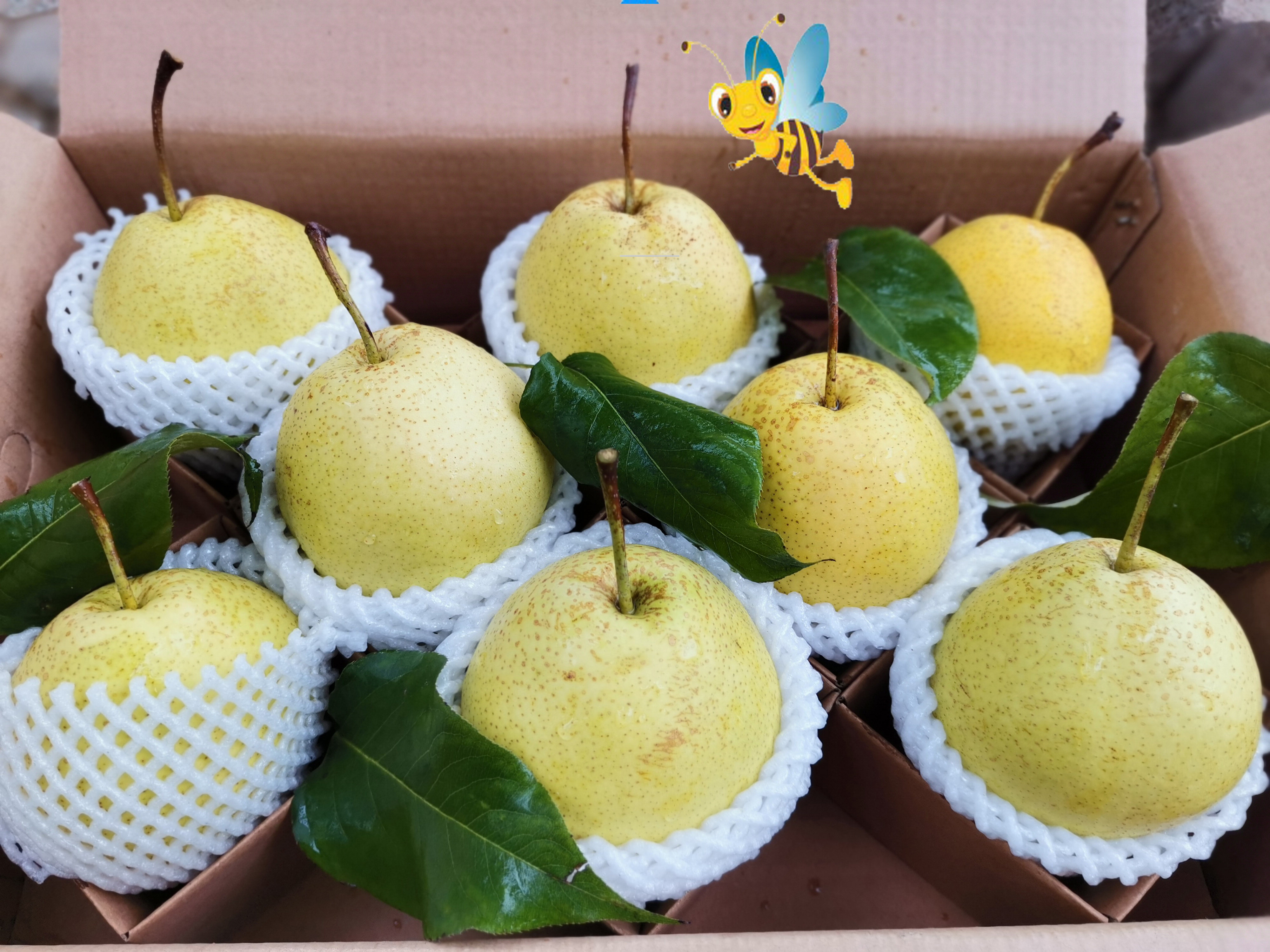 梨子新鲜10斤雪梨新鲜梨子家果果新鲜雪梨小时候的味道新鲜水果