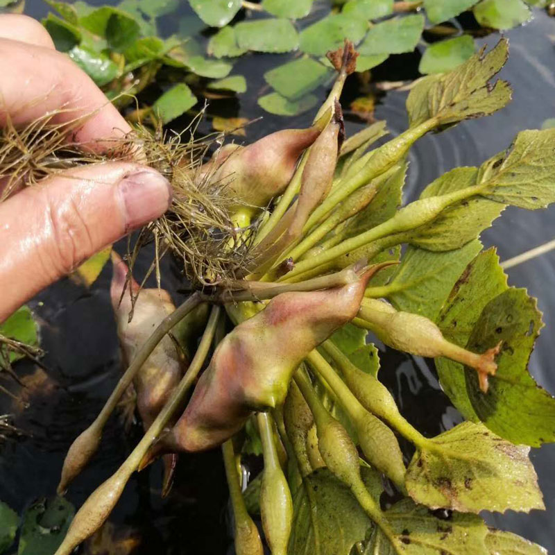 新鲜嫩菱角生吃棱角现摘红菱角青菱角生吃菱角米3斤莲角菱果  价格: 9