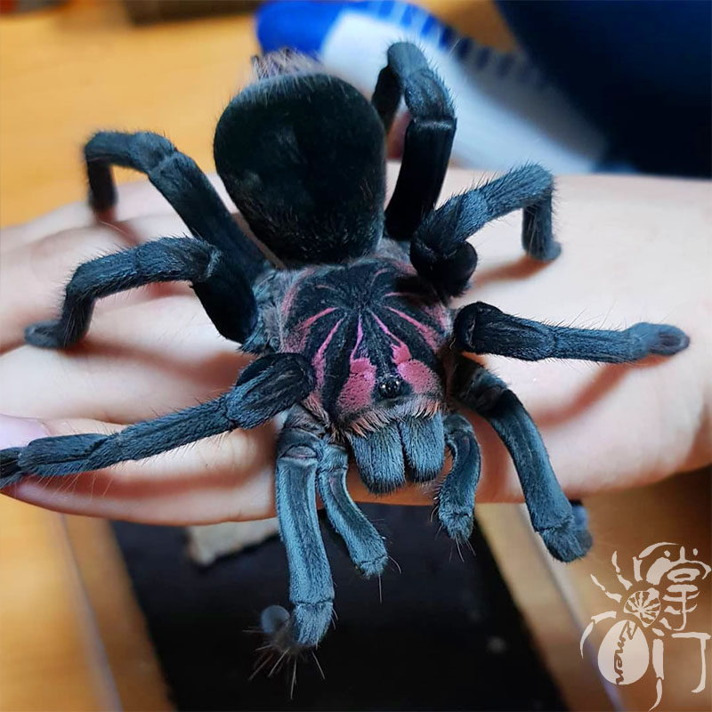 哥伦比亚梦幻明镭射宠物蜘蛛活体捕鸟蛛高端品种x属大型地栖类